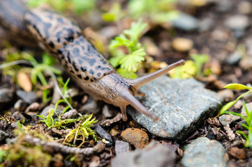 Leopard Slug in the rain forests of the Olympic Peninsula of Washington state