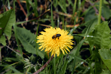 Pollen collecting bee in yellow dandelion flower with diffused green grass background.