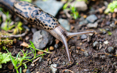 Leopard Slug in the rain forests of the Olympic Peninsula of Washington state