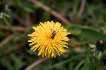 Pollen collecting bee in yellow dandelion flower with diffused green grass background.