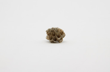 Macro of wasp (Vespula vulgaris) in background isolated on white