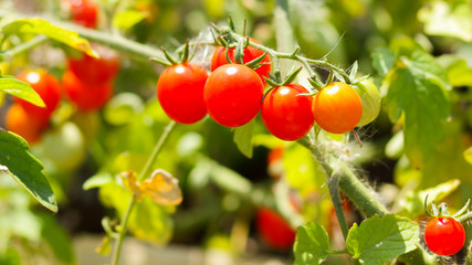 Cherry tomatoes ripen on the bush. Red tomatoes in the garden. Growing tomatoes for sale. Red vegetables in the garden