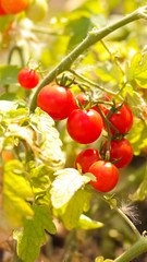 Cherry tomatoes ripen on the bush. Red tomatoes in the garden. Growing tomatoes for sale. Red vegetables in the garden