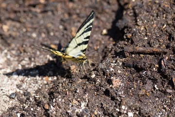 Butterfly Fennel Swallowtail (Papilio machaon) in the Nature