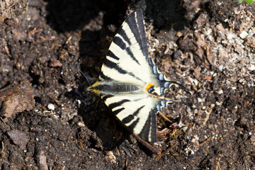 Butterfly Fennel Swallowtail (Papilio machaon) in the Nature