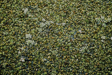Plantas flotantes en la superficie de un lago