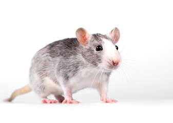 little rat standing on white background close-up looking at camera