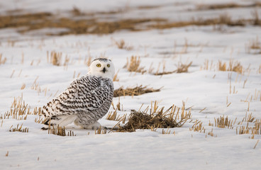 Snowy owl in the winter