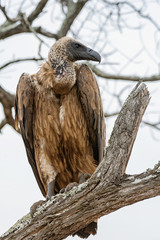 White-backed Vulture