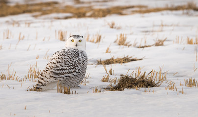 Snowy owl in the winter