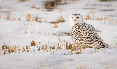 Snowy owl in the winter