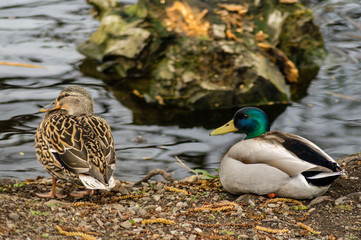 Male and female Mallard ducks on the bank of a pond in Washington state, USA