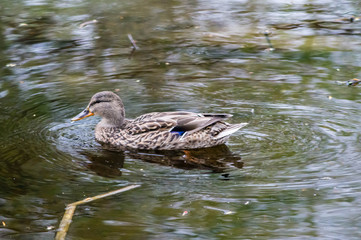 A young female Mallard duck on a pond in Sequim, Washington, USA