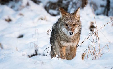 Coyote in the winter