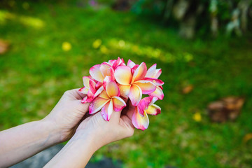 Woman holds frangipani flowers bouquet in jungle