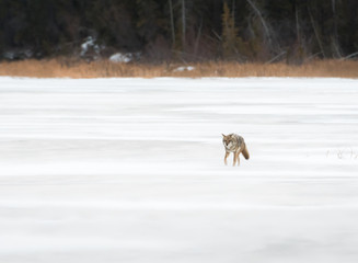 Naklejka premium Coyote in the winter