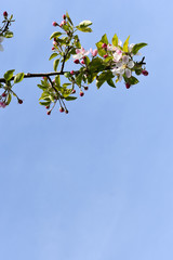 spring tree, blooming tree