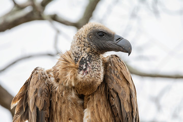 White-backed Vulture