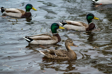 Wild Mallard ducks on a pond in Sequim, Washington, USA
