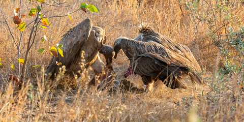 White-backed Vultures
