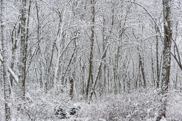 Snow coating trees and brush