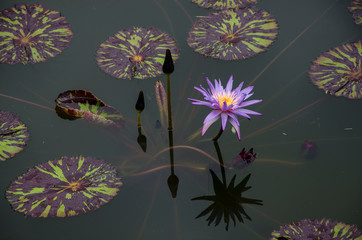 Purple Water Lily in Pond