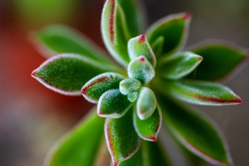 Macro Succulent