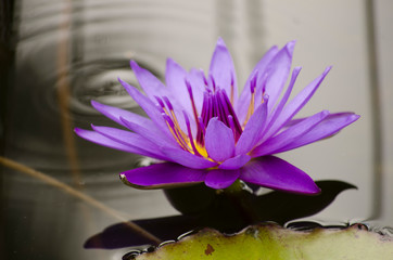 Close Purple Lily