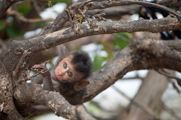 可愛いサル　