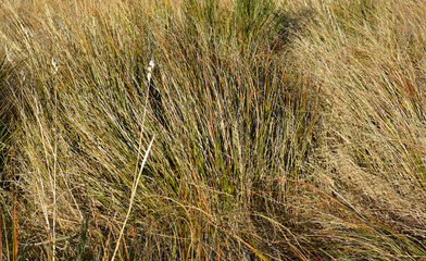 Closeup of High Country Grasses at Castle Hill, New Zealand