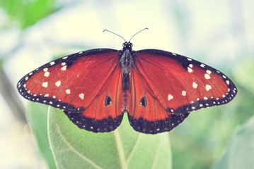 Monarch Butterfly close