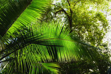 Obraz na płótnie Canvas Coconut tree palm with harvest down view