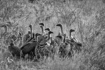 White-backed Vultures