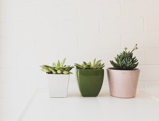 Three succulent plants in pots on white table against painted brick wall - matte filter effect and selective focus
