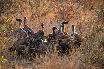 White-backed Vultures