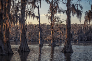 Bald cypress trees with spanish moss at Caddo Lake