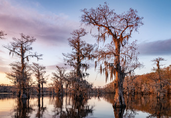 Side lit bald cypress during sunset on Caddo Lake with spanish moss