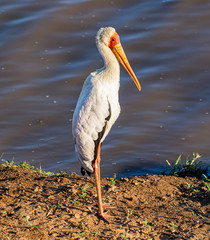 Yellow-billed Stork