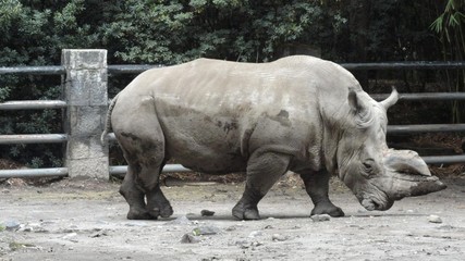 Naklejka premium Rinoceronte