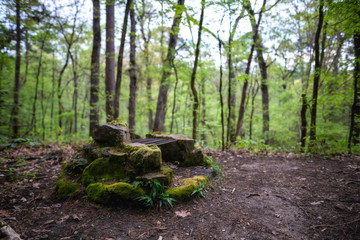 Moss covered fire ring in the forest