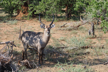 Wasserbock / Waterbuck / Kobus ellipsiprymnus
