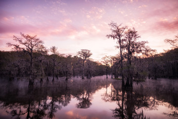 Bald cypress in the fog during sunrise at Caddo Lake