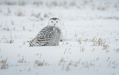 Snowy owl in the winter