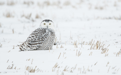 Snowy owl in the winter