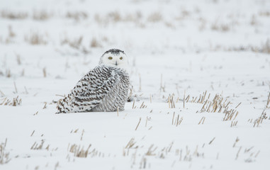 Snowy owl in the winter