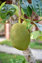 Young green jackfruit growing on the jackfruit tree tropical summer fruit
