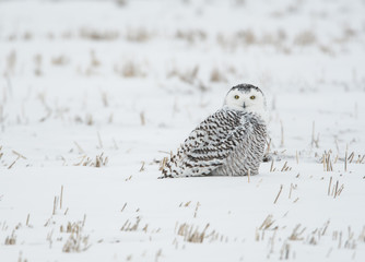 Snowy owl in the winter