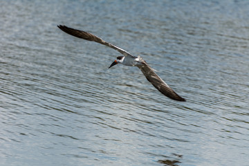 Exotic bird flying over the Lagoa da Chica, in Florianopolis, Brazil.