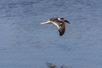 Exotic bird flying over the Lagoa da Chica, in Florianopolis, Brazil.