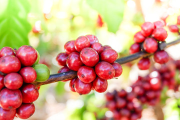 Coffee tree with red coffee bean in the plantation agriculture